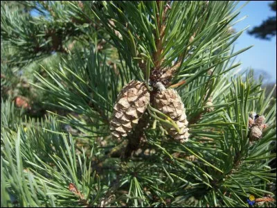 El Pi de les Tres Branques est un pin sylvestre de 25 mètres de haut apprécié depuis longtemps par ...