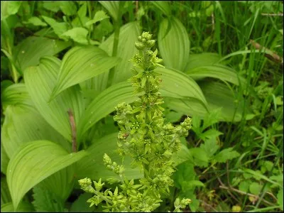 Veratrum viride est une plante très toxique. Quel est son autre nom ?