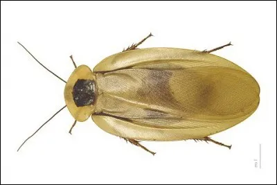 « Moi, je suis un p'tit Cafard,
Bien planqué dans le placard,
J'aime vivre auprès de l'homme,
Et de son capharnaüm. »
Quel est son autre nom ?