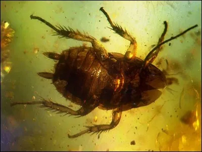 « Sur moi qu'est-ce qu'on déblatère,
C'est pire qu'avec Sepp Blatter,
Vous me traitez d'interlope,
Bien que je sois « synanthrope »,
Que signifie ce dernier terme ?