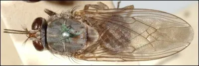 « Moi, je ne suis qu'un p'tit moucheron,
Mais je vous colle le bourdon,
Ce n'est pas d'la cornemuse : 
Je fais de votre corps ma muse »
(Quel est cet insecte ?)