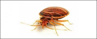 « Moi, mon surnom, c'est Poupou,
de la reine je suis l'époux.
En choucroute, je pédale fort
Car on dit que l'poux l'y dort !
À quel embranchement appartiennent-ils ?