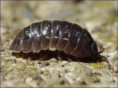« Je m'appelle Pêne de la Porte,
Pour les détails, j'me déporte,
Comme je suis trop bas du front,
J'ai pas d'lumière au plafond ! »
Quelle est l'origine de mon nom ?