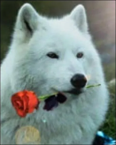 Ta meilleure amie est une loup-garou. Oh là là !