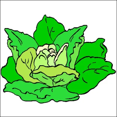 Pourpier est une salade :