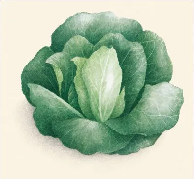 Rosana est une salade :