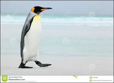 Je suis un pingouin malade, mon siflet ne marche plus. Qui suis-je ?