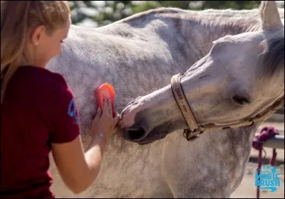 Ton cheval essaye de te mordre lorsque tu le panses. Pourquoi ?