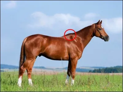 Quelle est cette partie du cheval ?