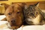 Quiz Animaux