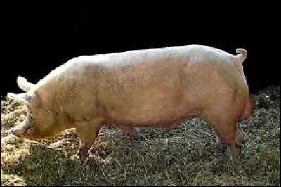 Qu'est-ce qu'un verrat ?