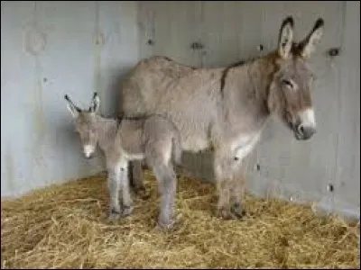 Comment s'appelle la femelle de l'âne ?