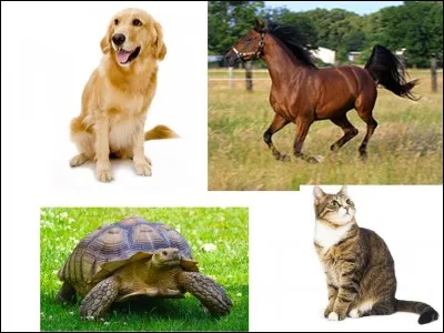Quel est ton animal préféré ?
