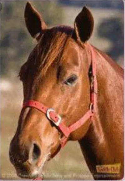 Comment s'appelle ce cheval et à qui appartient-il ?