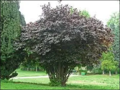 Quelle est sa taille à l'âge adulte ?