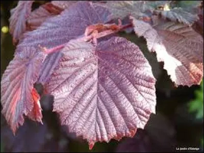 Comment sont les feuilles ?