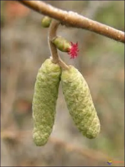 Quand les fleurs apparaissent-elles ?