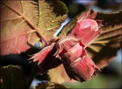 Comment sont les fruits ?