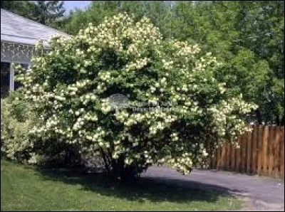 Quelle est sa hauteur moyenne ?