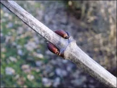 Comment sont les bourgeons ?