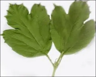 Comment sont ses feuilles ?