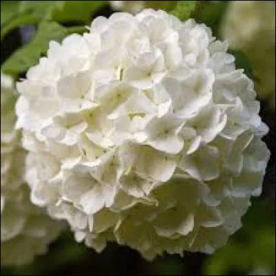 Comment sont les fleurs ?