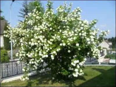 Complétez son nom scientifique : Viburnum -------------.