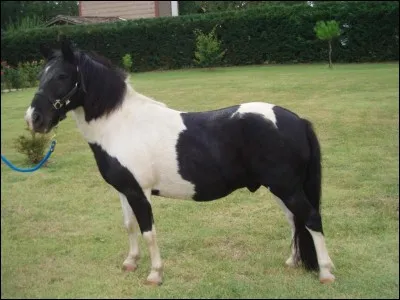 De quel côté montes-tu sur ton cheval ?