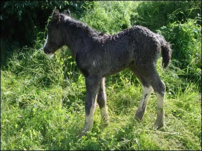 Comment s'appelle la femelle du poulain ?