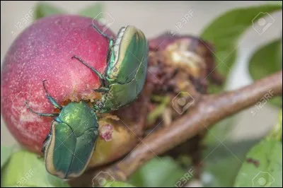 Ta mère, ou ton père, vient de garer sa voiture dans une rue à stationnement payant, quel fruit, peut-elle ou peut-il retrouver sur son pare-brise ?