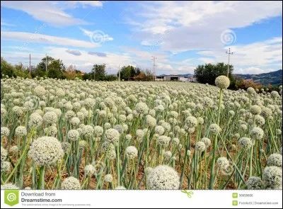 Si quelqu'un s'occupe de tes affaires, se mêle de ta vie, alors dis-lui :