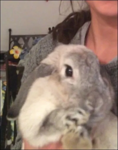 Quel est cet animal ?