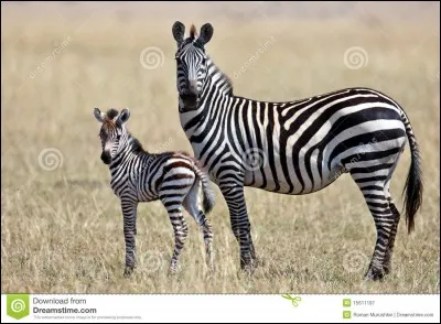 Quel est cet animal ?