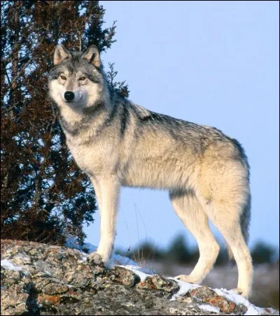 Quel est cet animal ?