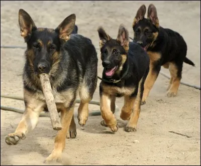 Quel est cet animal ?