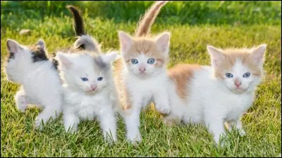 Ils auront des petits, combien ?