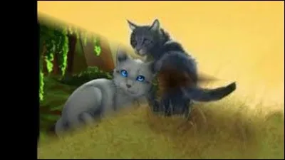 Le guérisseur du clan reconnait l'odeur de Pomme de Crépuscule (Clan de la Rivière), que fait-il ?