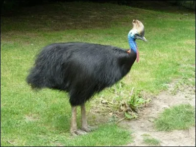 Le casoar à casque est -----------------.