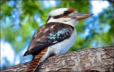 À quoi ressemble le cri du kookaburra ?
