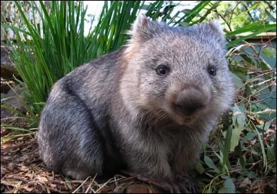 Où vit le wombat ?