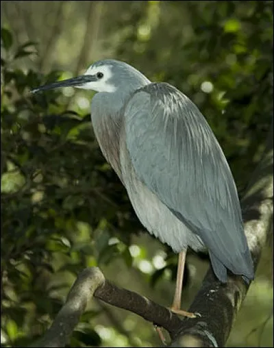 L'aigrette à face blanche est une race -----------.