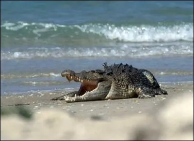 Quel est cet animal ?