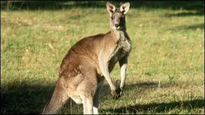 Quel est cet animal ?