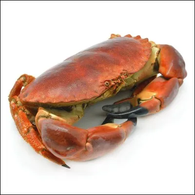 De quel crustacé s'agit-il ?