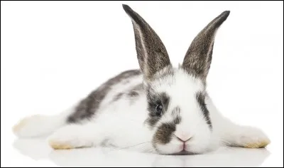 Dans quelle catégorie se classe le lapin domestique ?