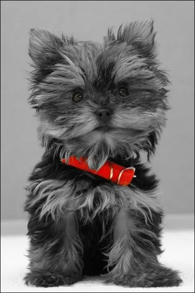 À quoi servait, à son origine, le yorkshire terrier ?