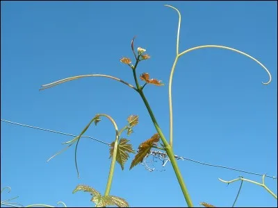 Que voit-on sur cette photo ?