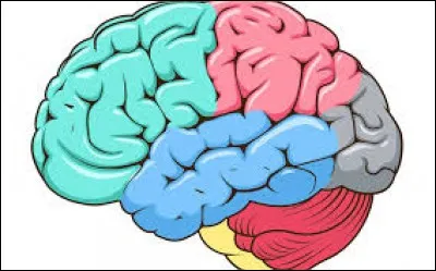 Le cerveau est composé de plusieurs parties, quelle est la partie en rose ?