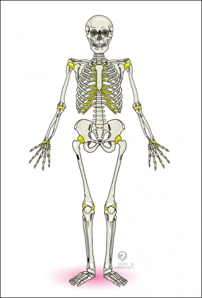 Combien y a-t-il d'os dans le corps humain ?