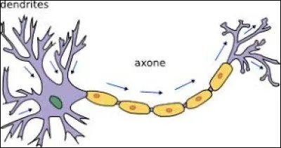 Un axone, lorsqu'il reçoit une charge (un stimulus), réagit. Mais seulement quand la charge est assez forte. Comment s'appelle cette limite à laquelle l'axone répond ?